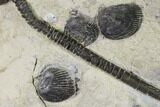 Plate With Two Fossil Crinoids (Encrinus) & Brachiopods - Germany #159677-1